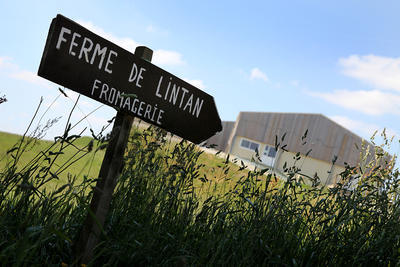 La ferme de Lintan : les fromages fermiers au lait entier 